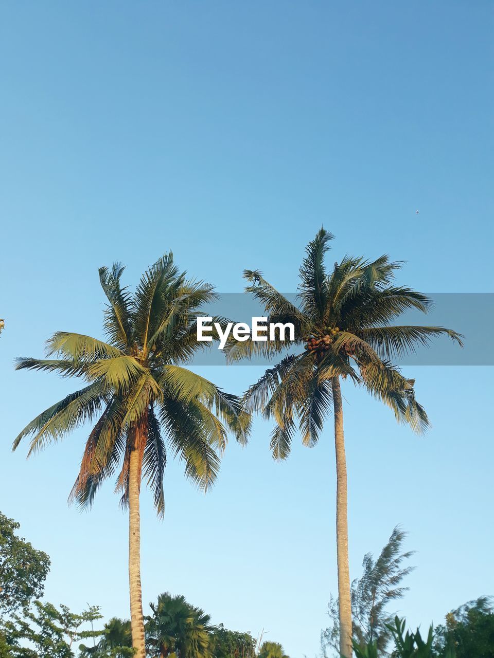 LOW ANGLE VIEW OF COCONUT PALM TREE AGAINST BLUE SKY