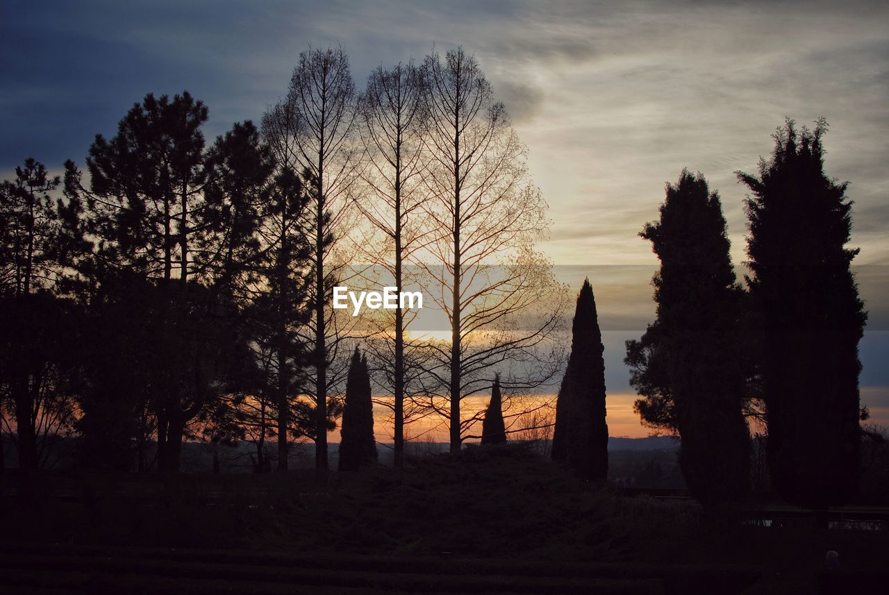 Silhouette trees on field against sky during sunset