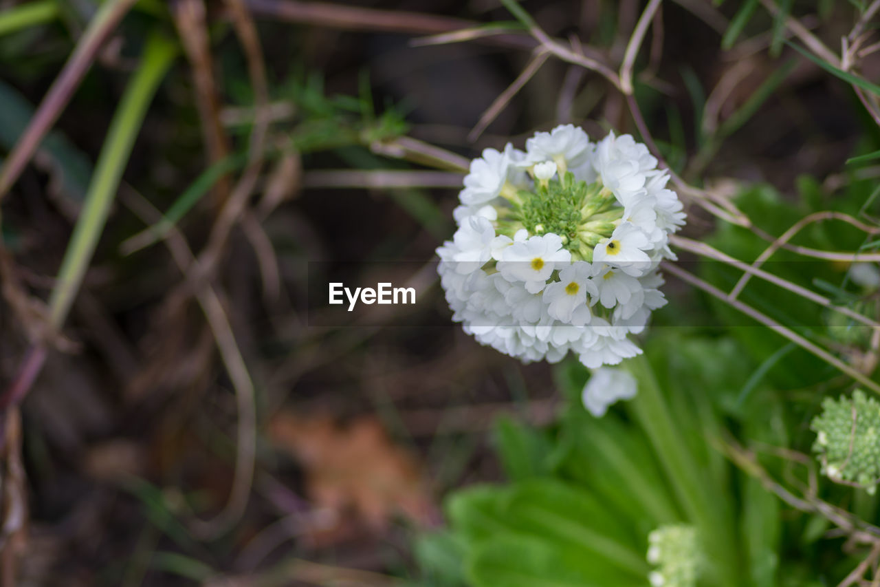 CLOSE-UP OF WHITE FLOWER