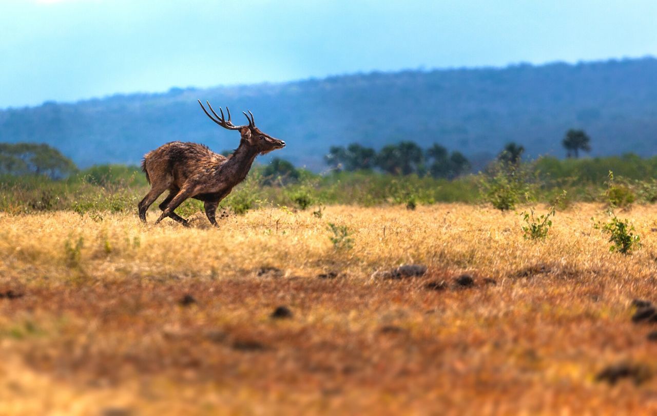 Deer running on field