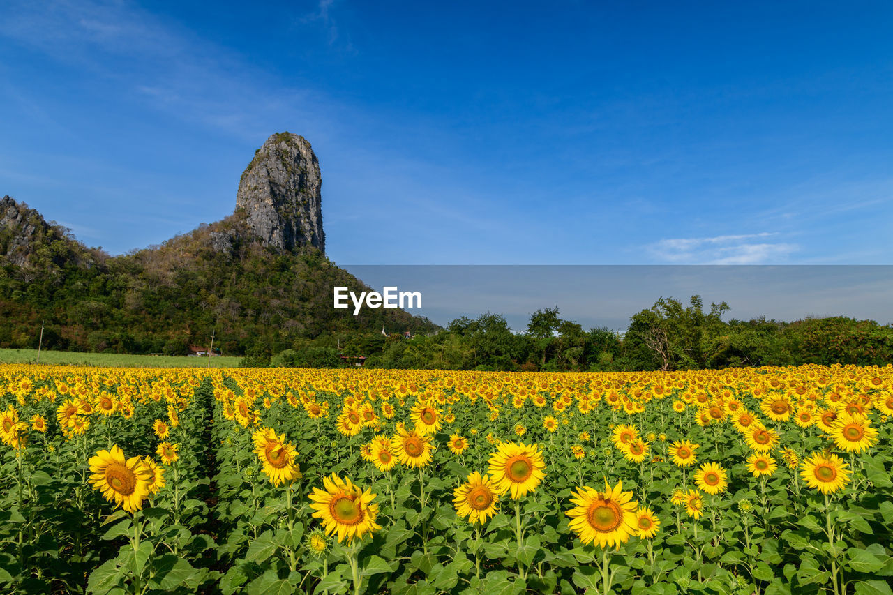 Beautiful sunflower field on summer with blue sky and big mountain