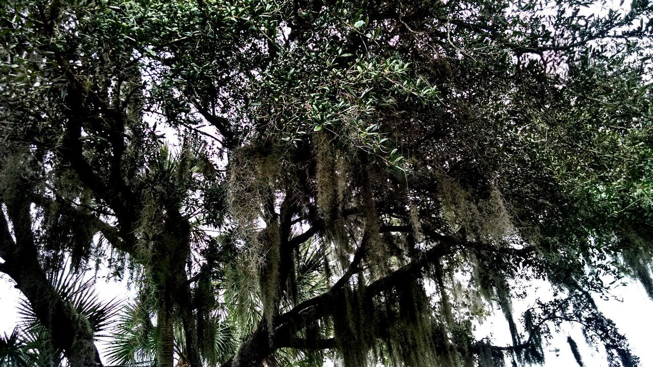 LOW ANGLE VIEW OF TREE IN FOREST