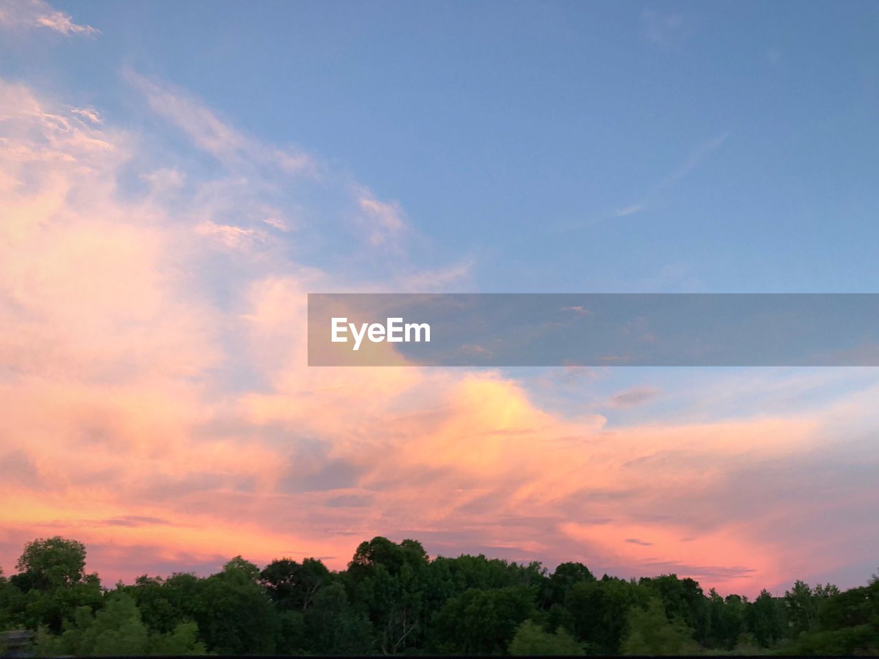 LOW ANGLE VIEW OF TREES AGAINST ORANGE SKY