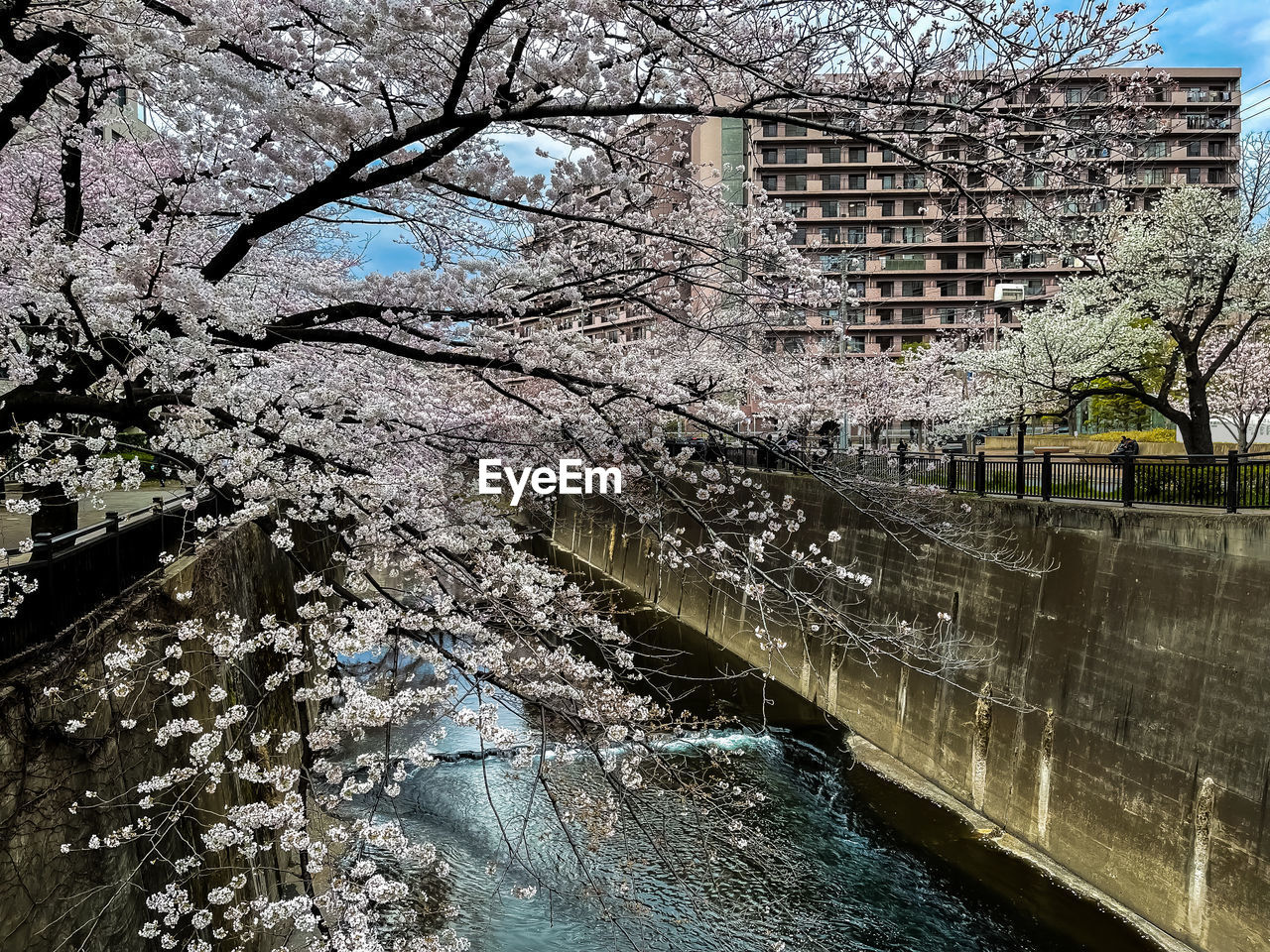 tree, plant, architecture, built structure, flower, nature, building exterior, water, day, branch, no people, cherry blossom, spring, city, growth, blossom, outdoors, bare tree, building, wall, sky, wall - building feature, beauty in nature, flowering plant, river, springtime