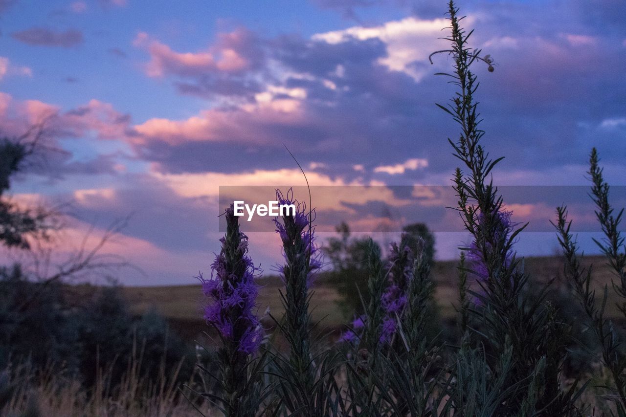 PLANTS ON FIELD AGAINST SKY AT SUNSET