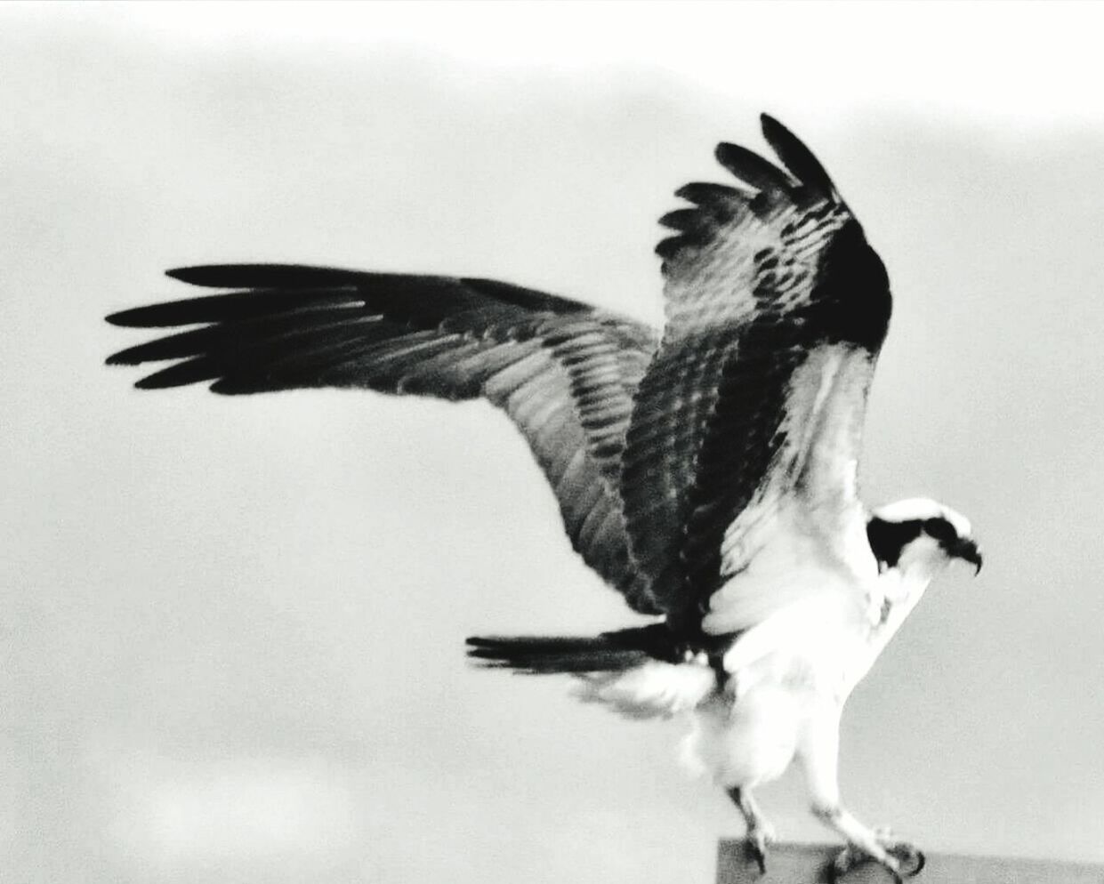 Bird with spread wings against sky