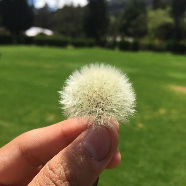 CROPPED IMAGE OF PERSON HOLDING DANDELION