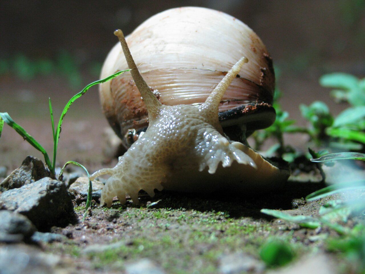 Close-up of snail on field