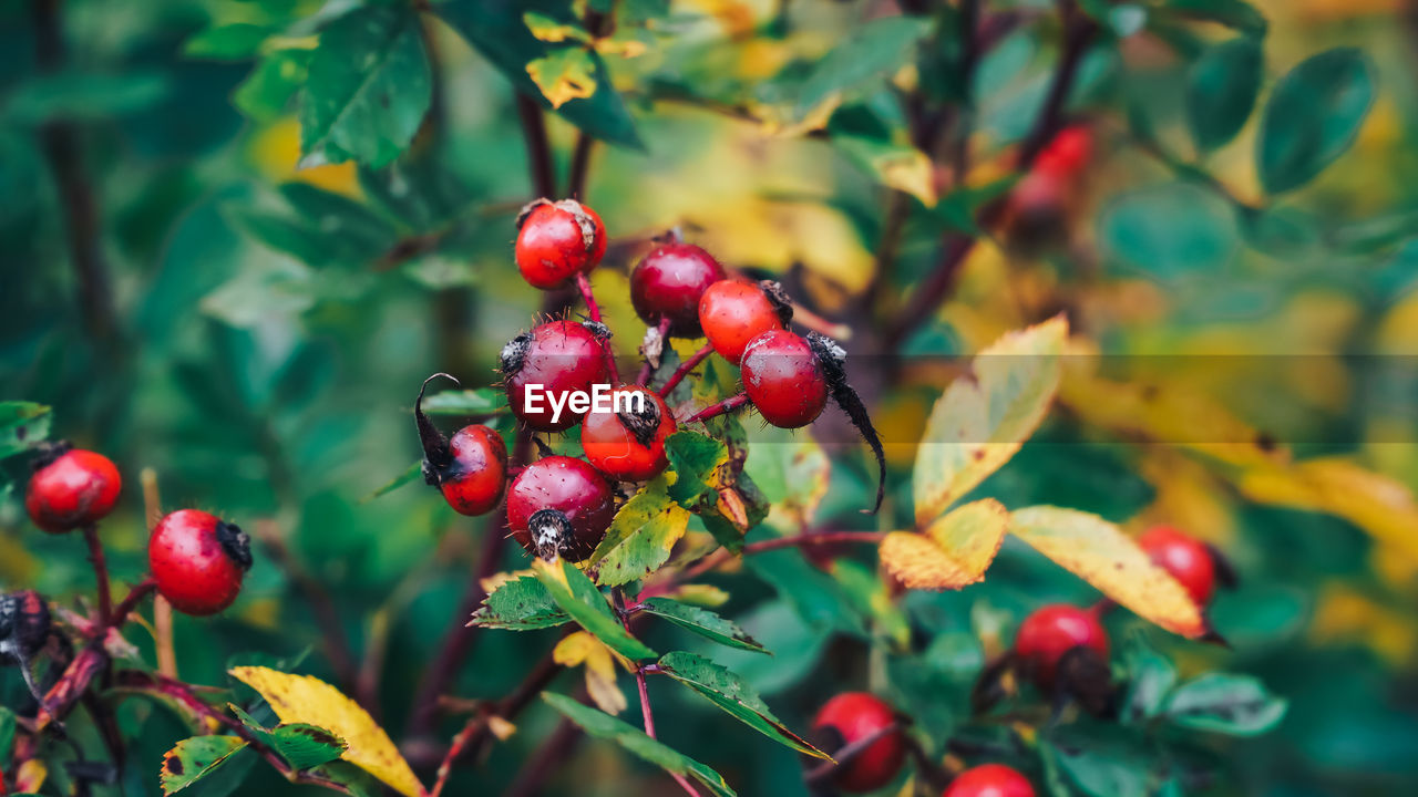 Close-up of red berries growing on tree