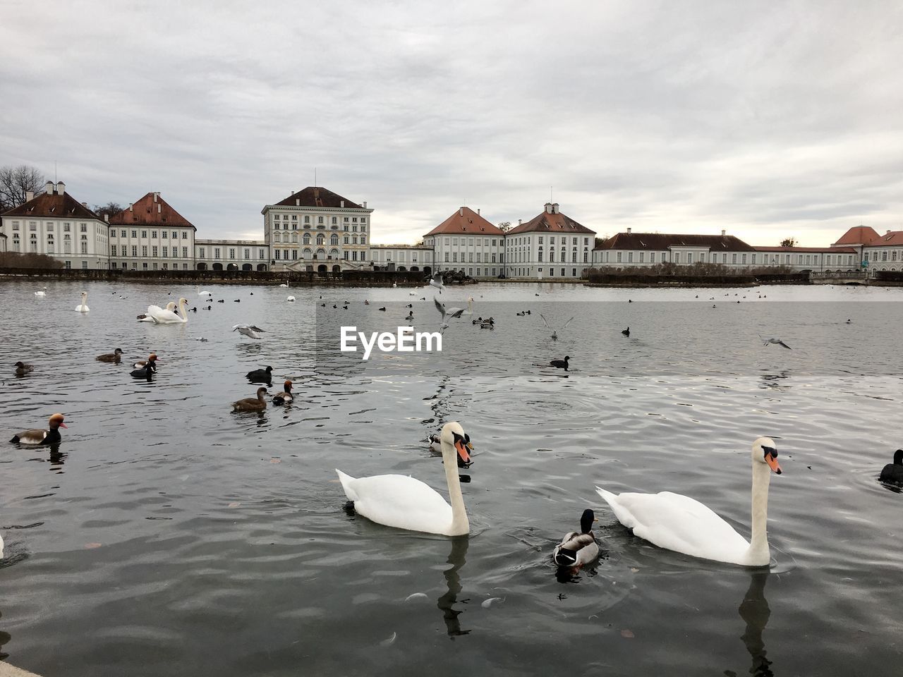 BIRDS SWIMMING IN LAKE