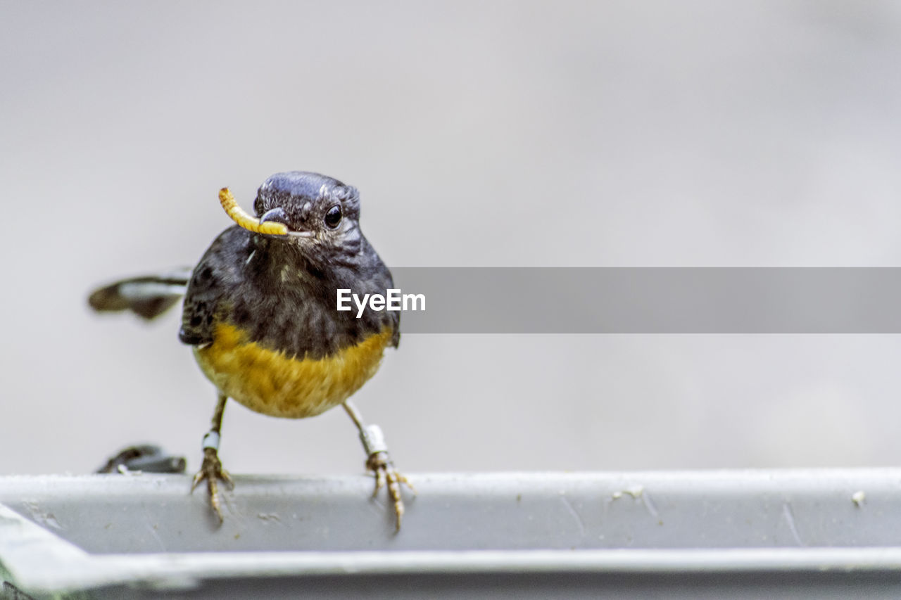 CLOSE-UP OF BIRD PERCHING ON FLOOR