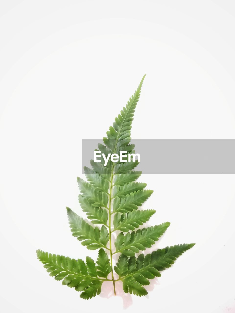 CLOSE-UP OF LEAVES ON WHITE BACKGROUND