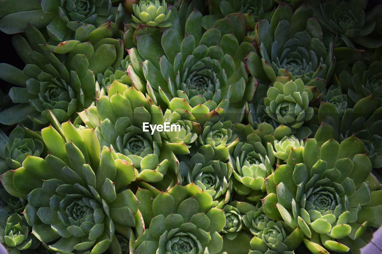 CLOSE-UP OF SUCCULENT PLANT