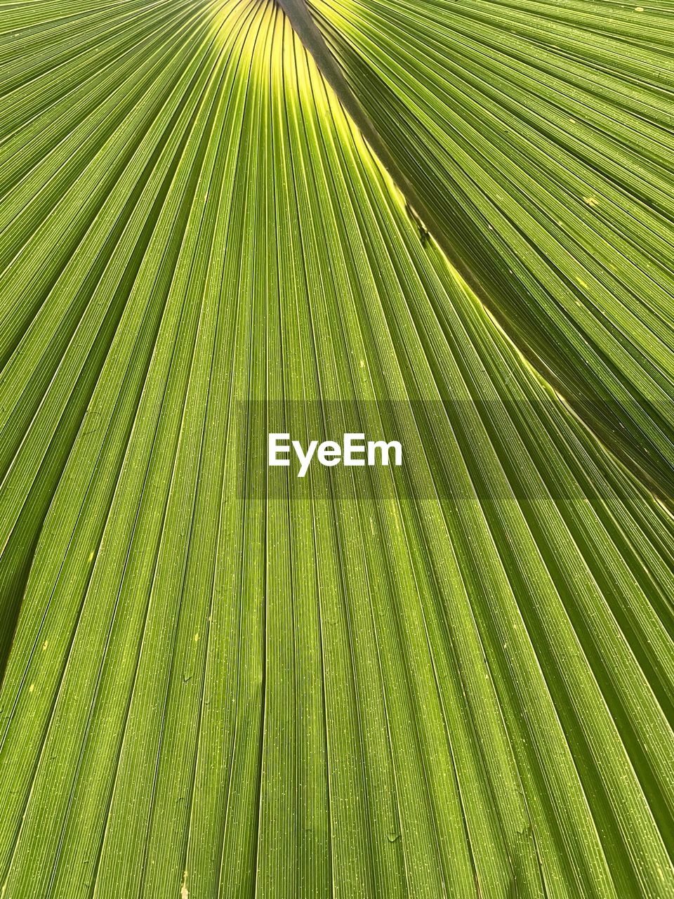 FULL FRAME SHOT OF PALM TREES