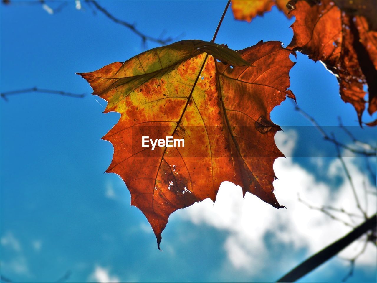 Low angle view of dry maple leaf against sky during autumn