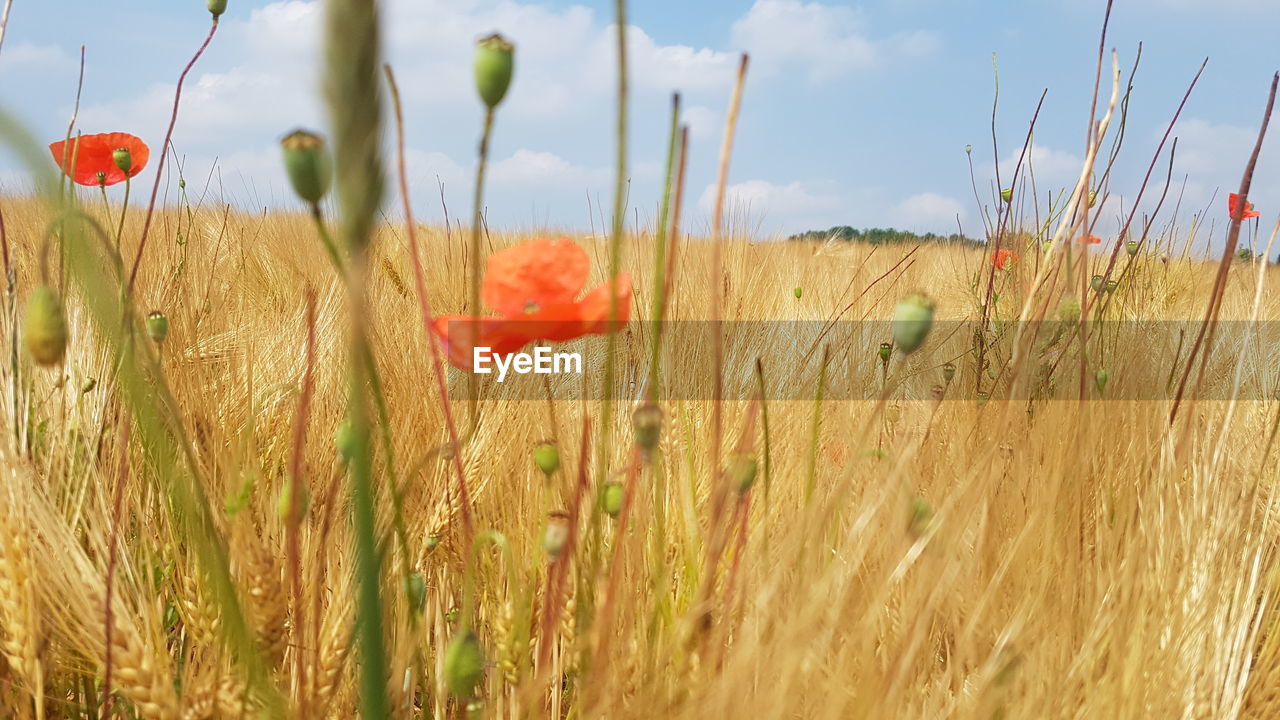 Scenic view of poppy field against sky