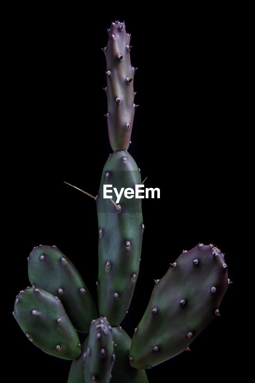 CLOSE-UP OF SUCCULENT PLANT WITH BLACK BACKGROUND