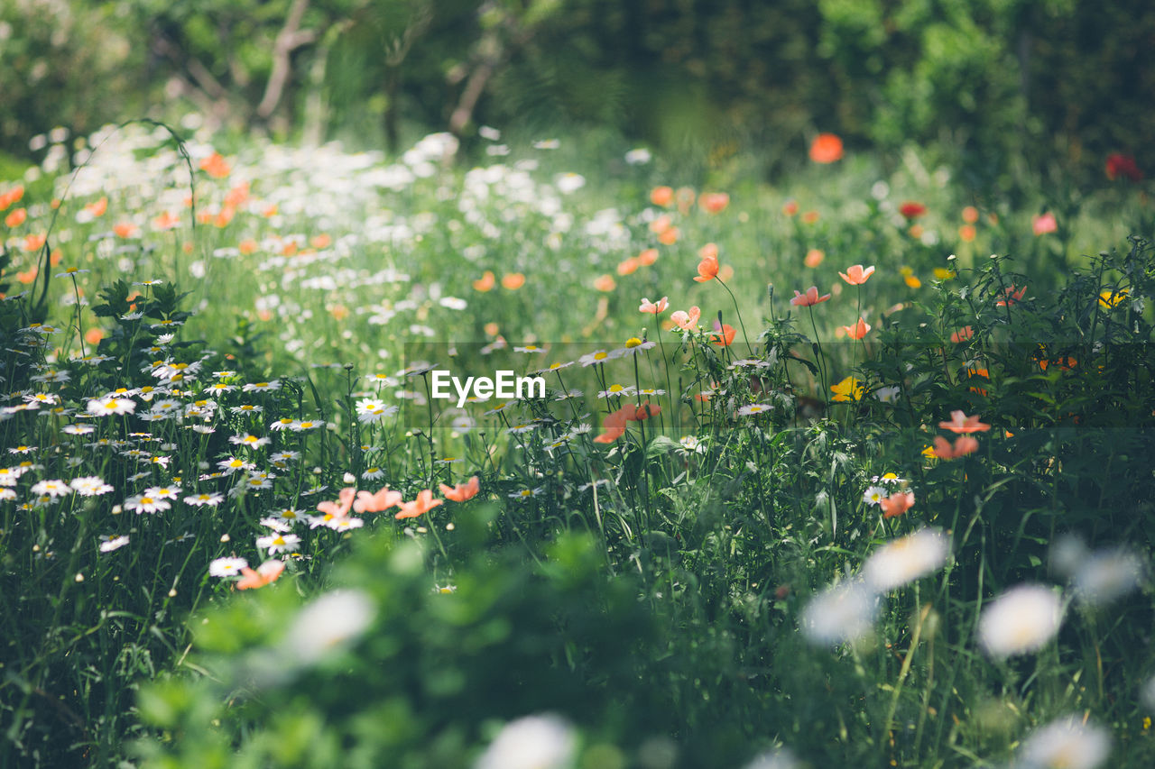 Full frame shot of flowers on field