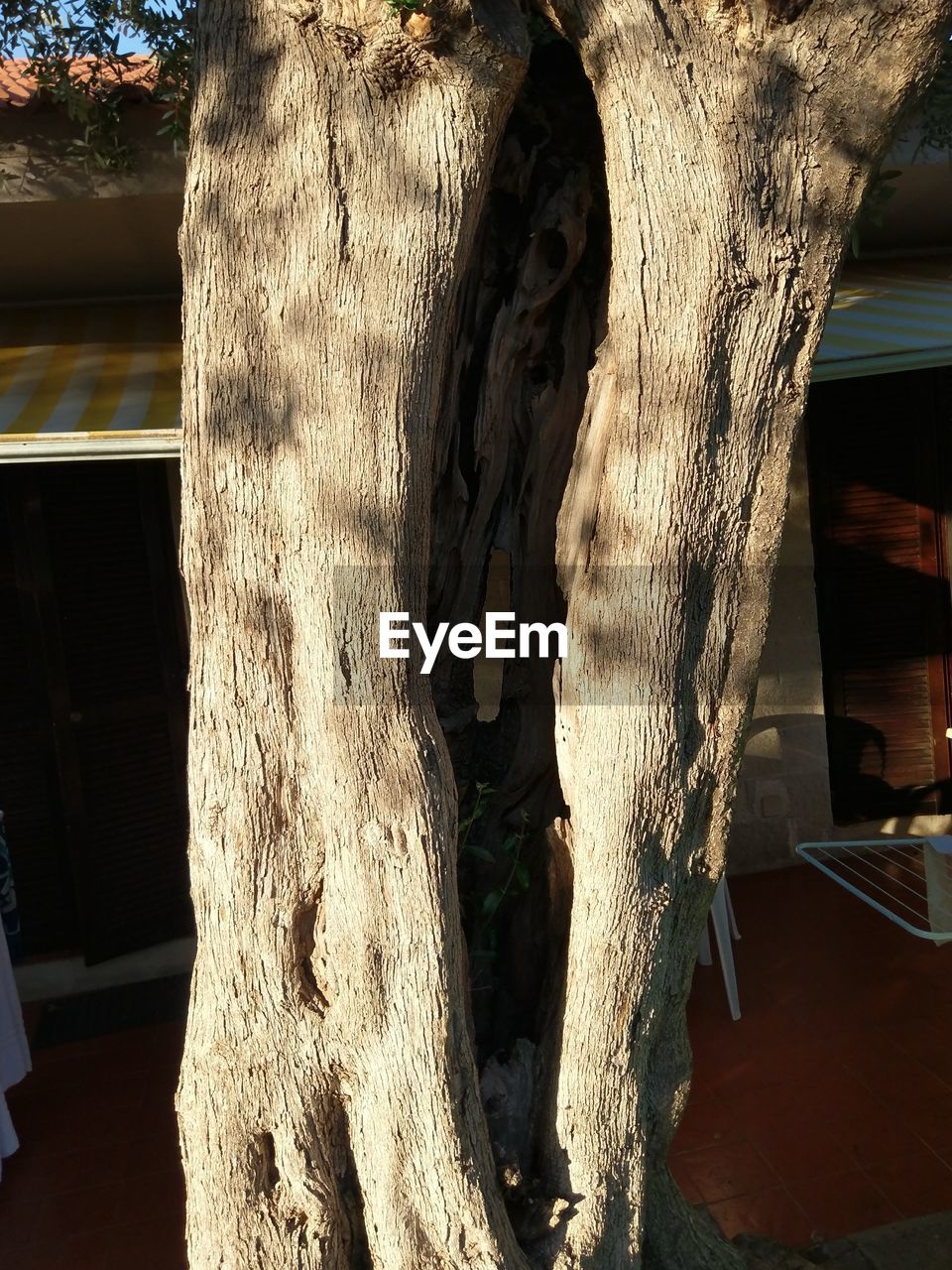 CLOSE-UP OF TREE TRUNKS