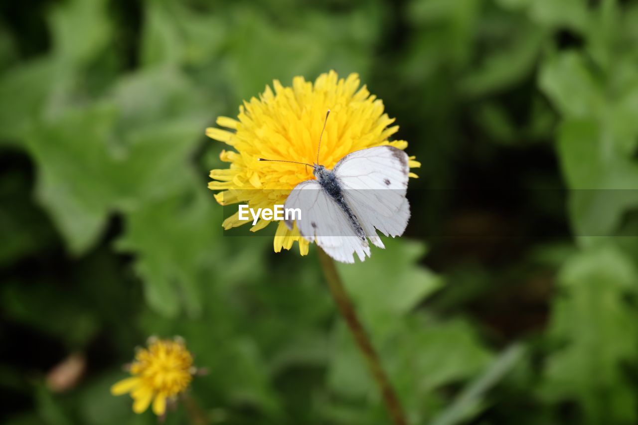 CLOSE-UP OF HONEY BEE POLLINATING FLOWER