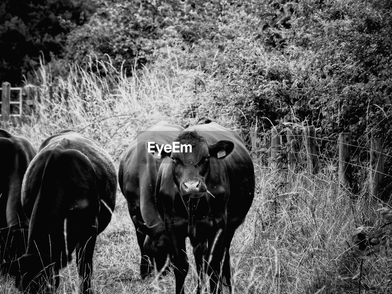 PORTRAIT OF COW ON FIELD