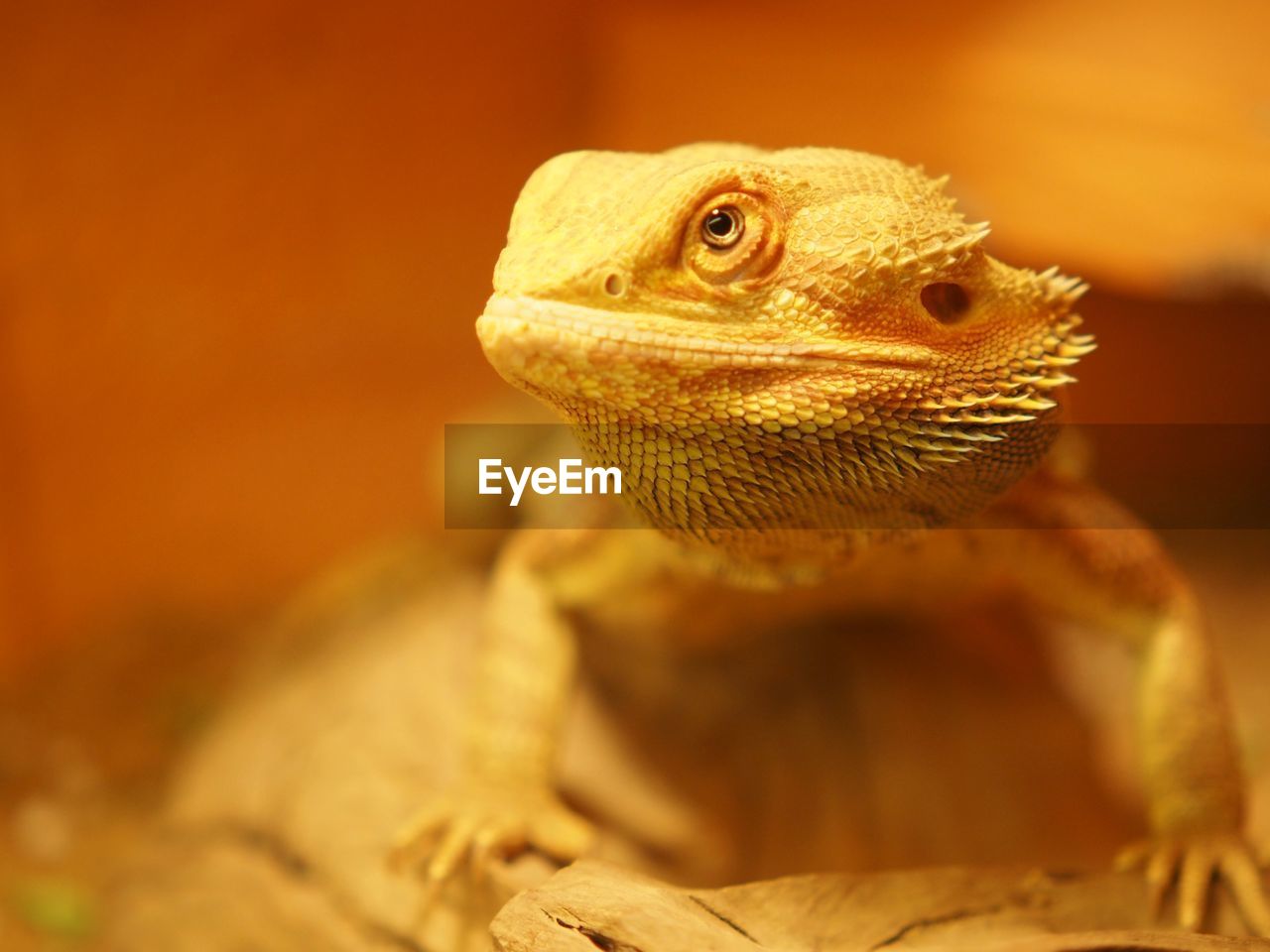 Close-up of a lizard