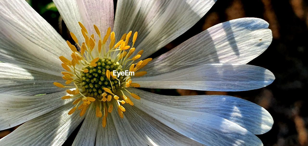 CLOSE-UP OF WHITE FLOWER WITH POLLEN