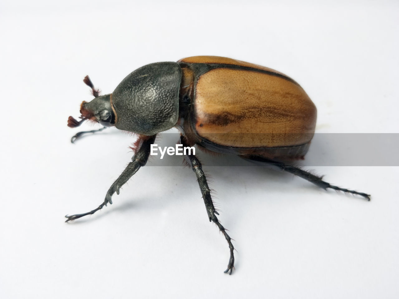 CLOSE-UP OF INSECT ON BLACK BACKGROUND