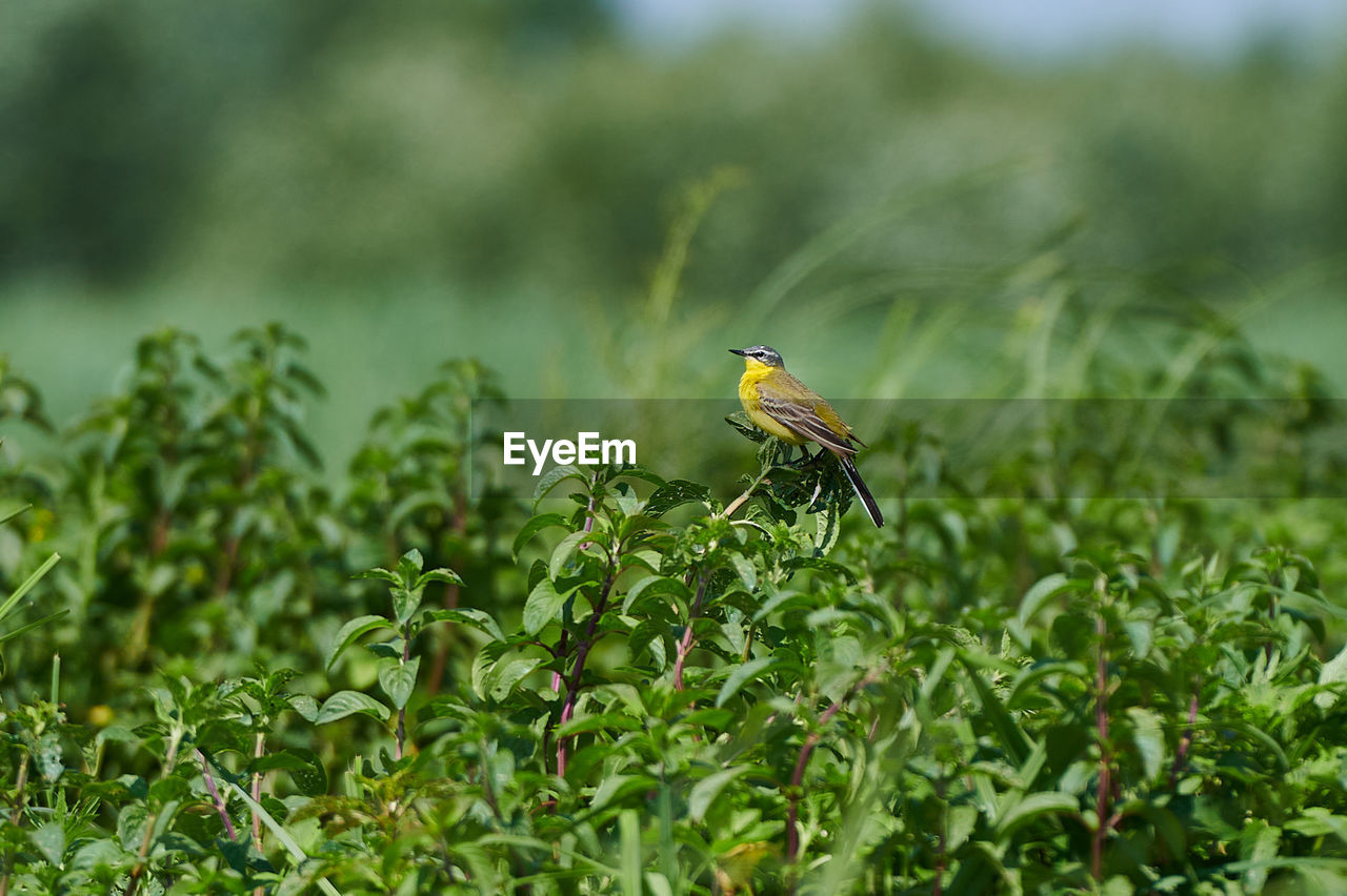 animal themes, green, animal wildlife, animal, wildlife, plant, one animal, nature, grass, flower, insect, no people, beauty in nature, bird, leaf, plant part, environment, outdoors, butterfly, meadow, lawn, macro photography, growth, day, land, close-up, environmental conservation, yellow, perching, focus on foreground, animal wing, selective focus, food