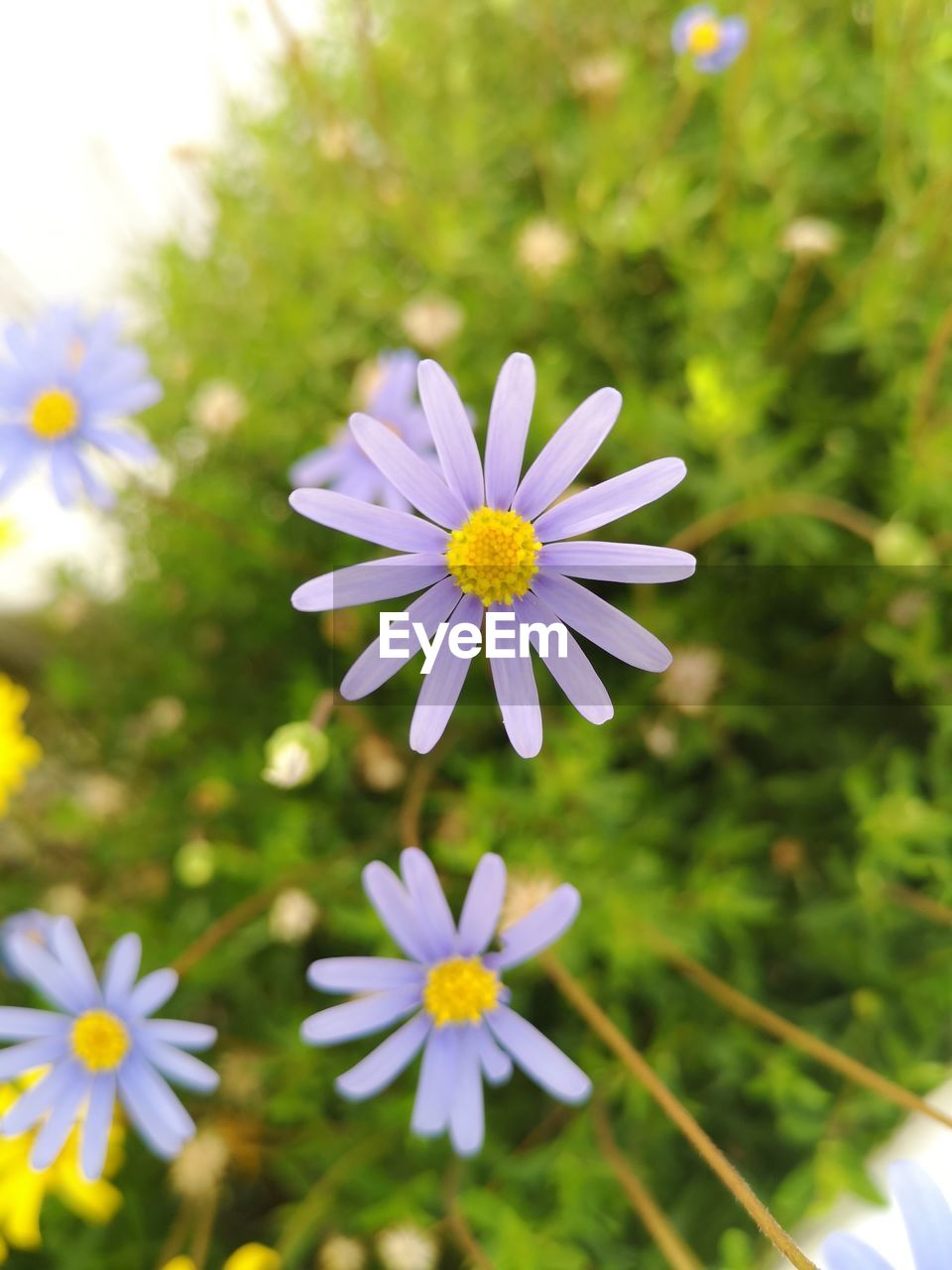 CLOSE-UP OF PURPLE DAISY FLOWER