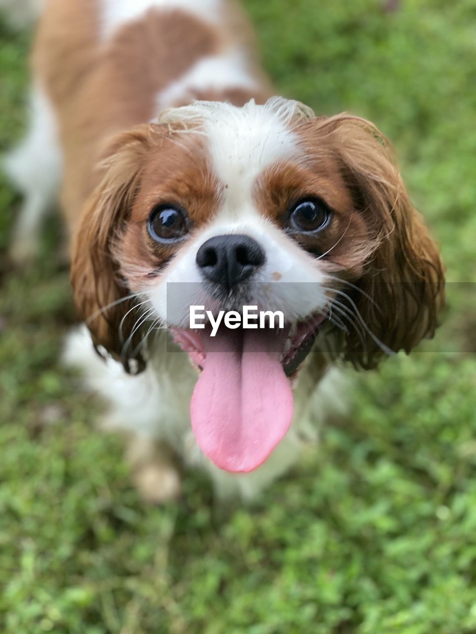 Cavalier king charles spaniel. tail wagging, tongues out, kind of day. 