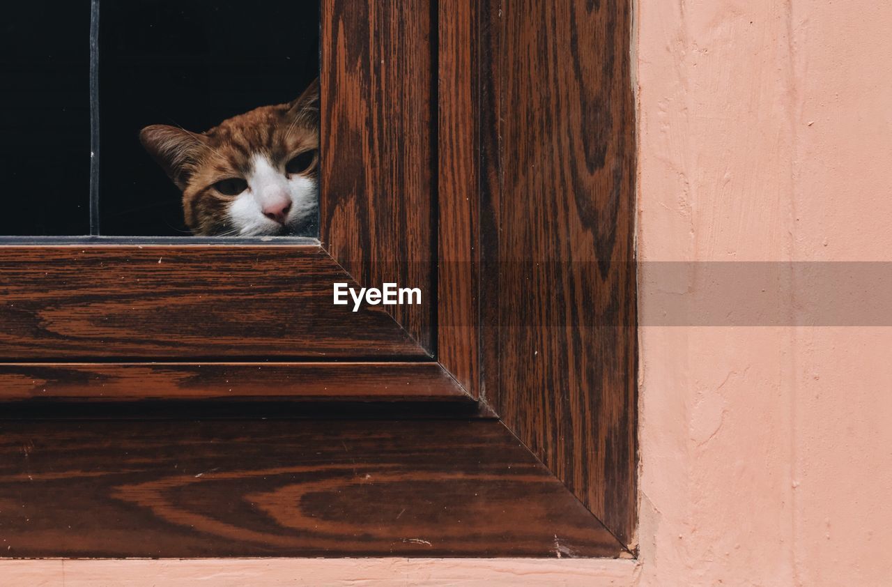 Close-up of cat peeking through window