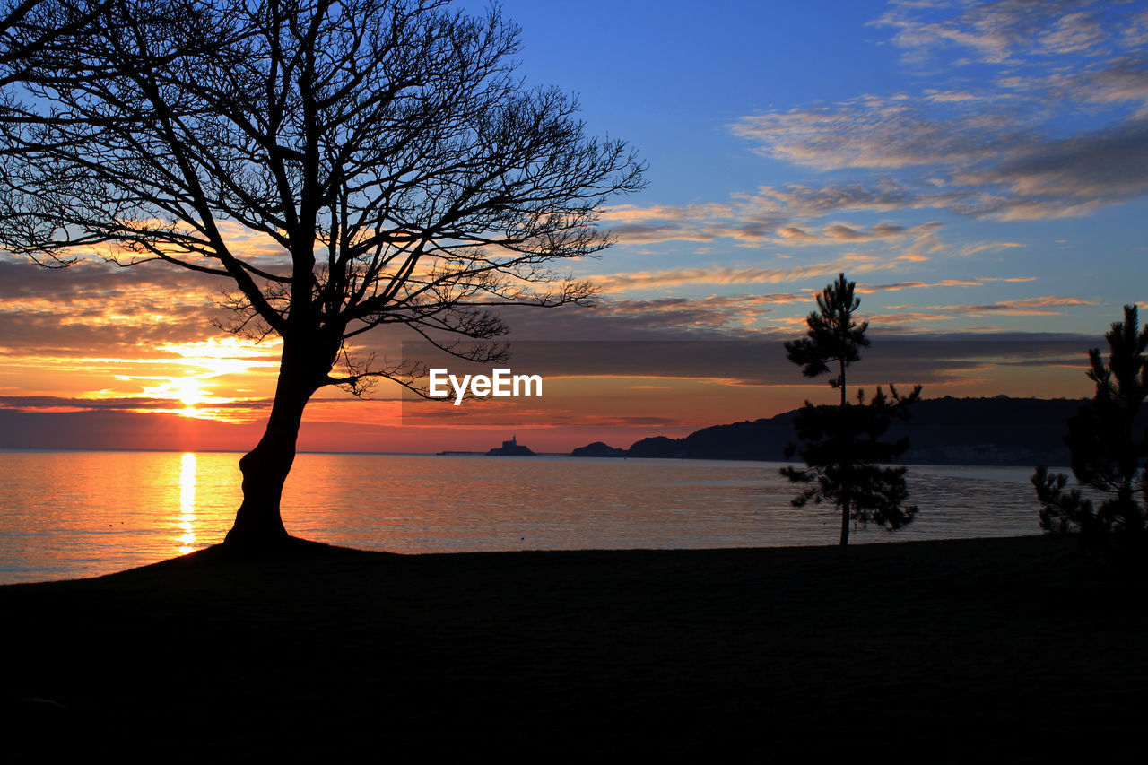 Silhouette trees on beach against sky at sunset