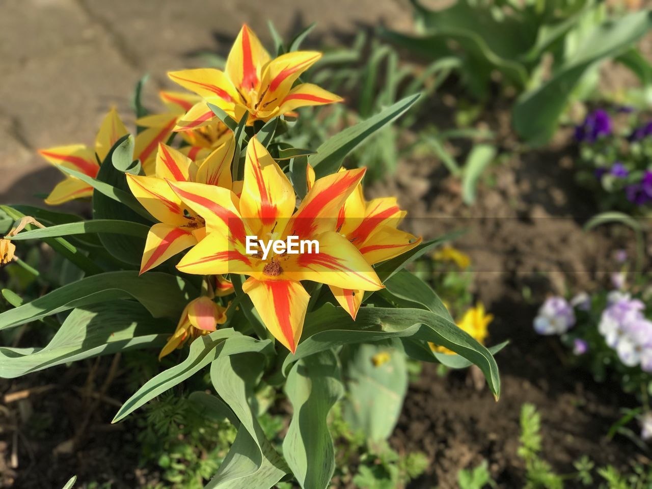 Close-up of orange flowers