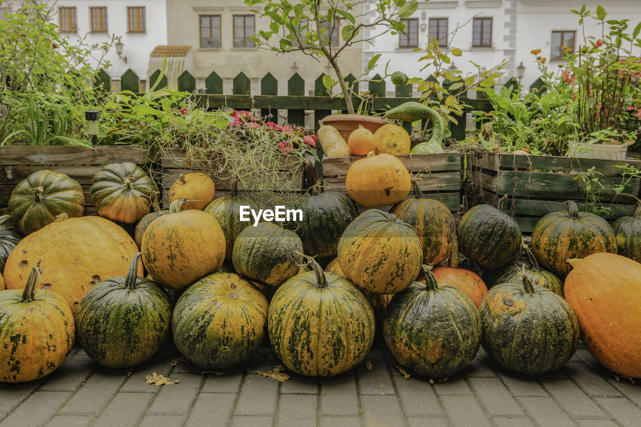 Pumpkins for sale in market