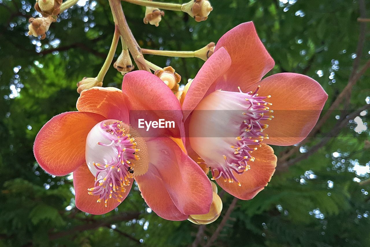 CLOSE-UP OF FRESH PINK ORCHID BLOOMING IN PARK