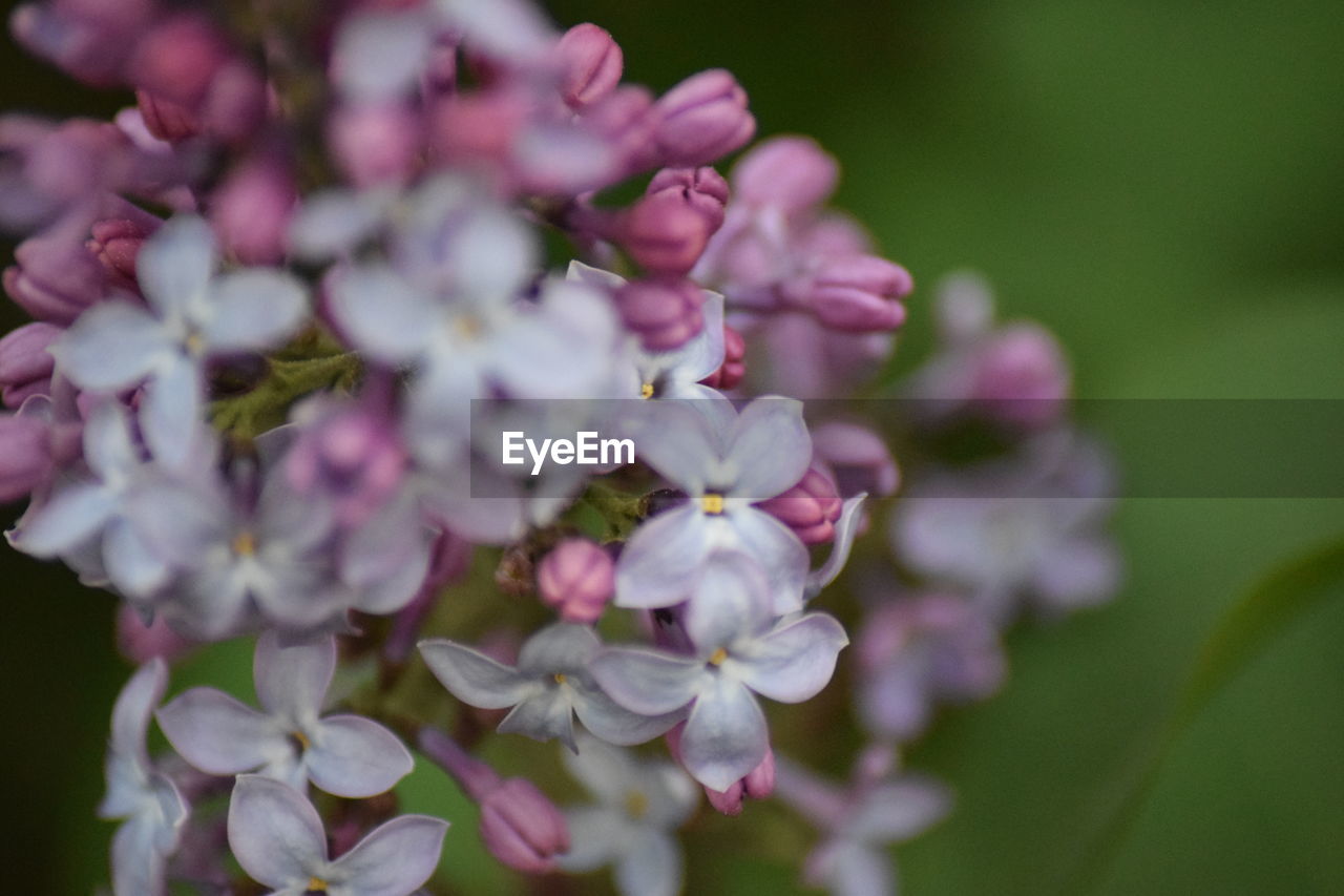 CLOSE-UP OF PINK FLOWERS BLOOMING OUTDOORS