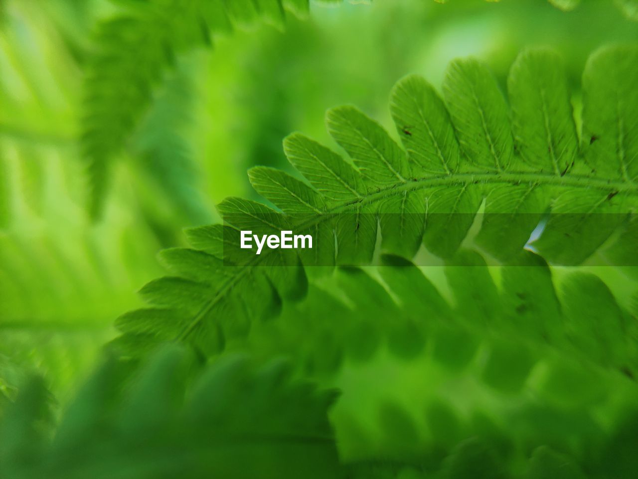 leaf, plant part, green, plant, nature, ferns and horsetails, fern, beauty in nature, close-up, no people, growth, backgrounds, environment, lush foliage, freshness, foliage, tree, plant stem, flower, selective focus, leaf vein, outdoors, macro photography, land, tropical climate, macro, forest, environmental conservation, full frame, vibrant color, frond, food and drink, palm leaf, botany, summer, grass, day, herb, extreme close-up