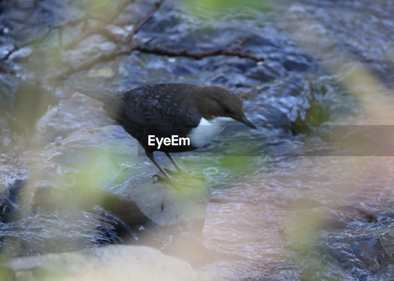 HIGH ANGLE VIEW OF DUCK IN WATER