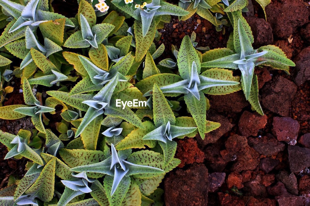 High angle view of plants