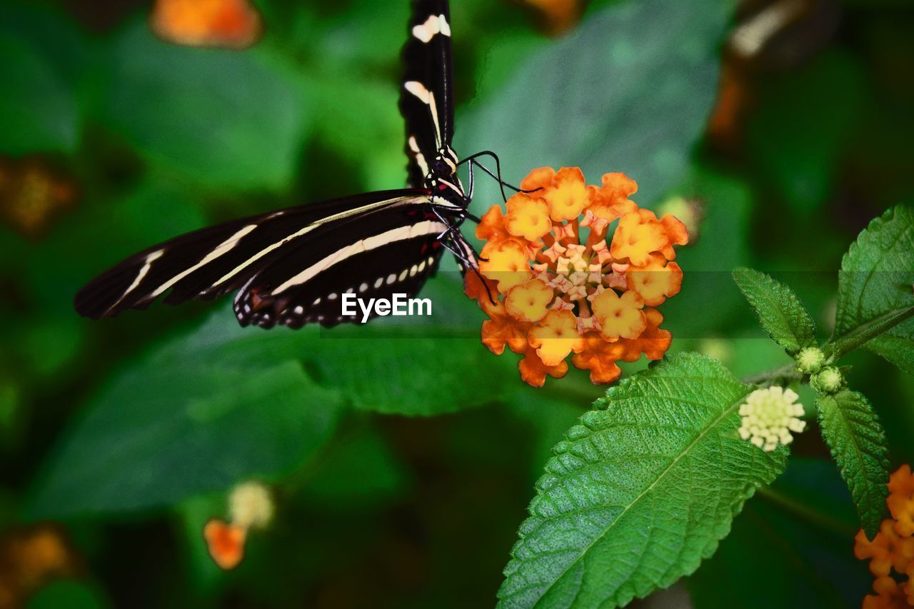 Butterfly and flower