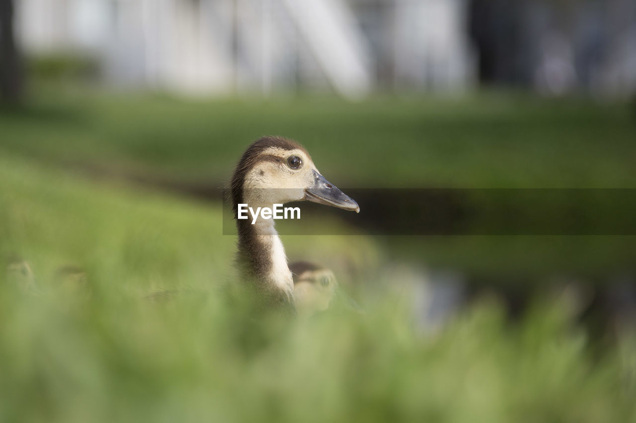 CLOSE-UP OF A BIRD ON FIELD