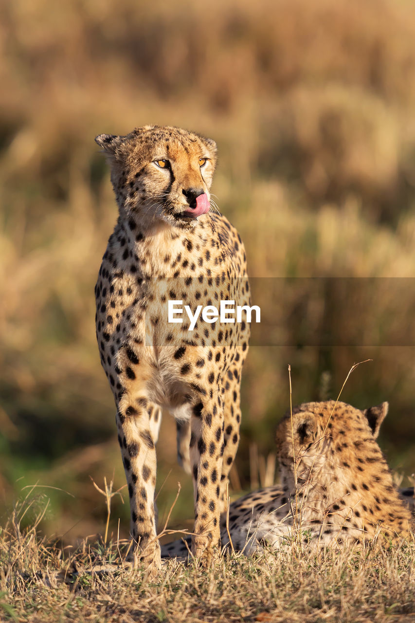 Cheetah close up, acinonyx jubatus, masai mara reserve, kenya
