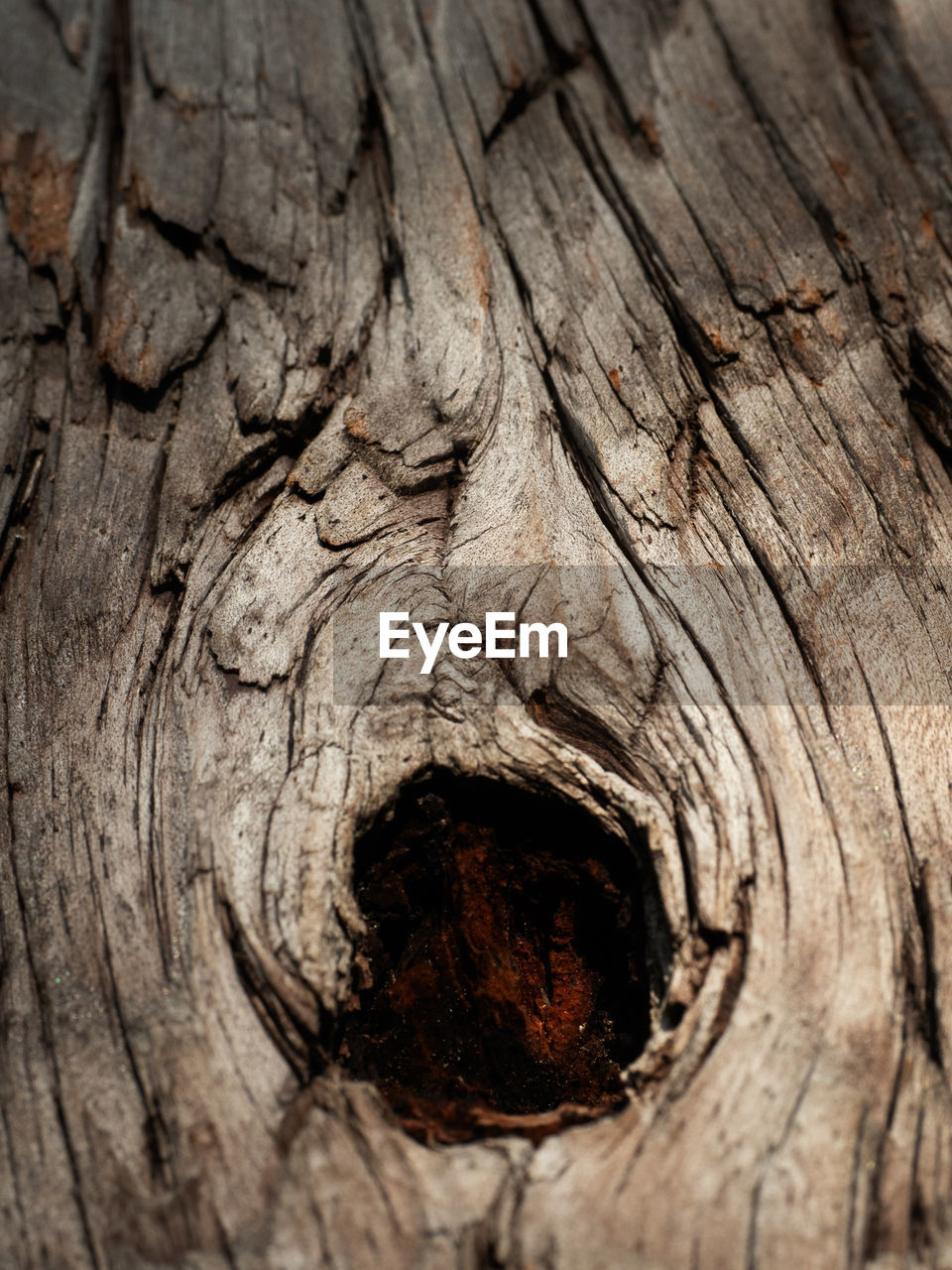 CLOSE-UP OF TREE BARK