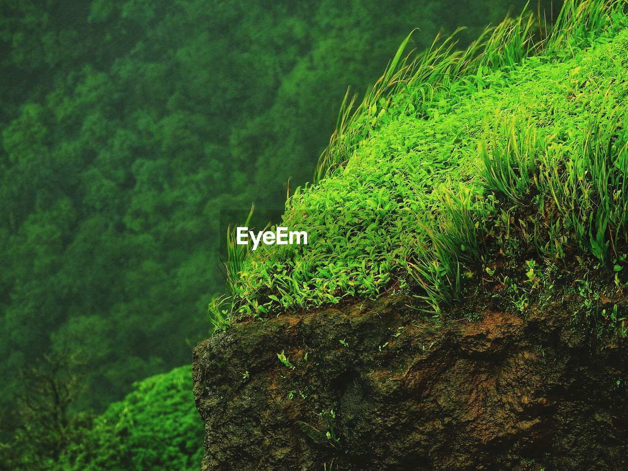 Close-up of moss growing on a edge of the hill