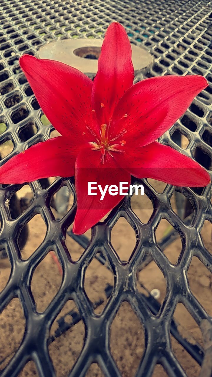 CLOSE-UP OF RED ROSE