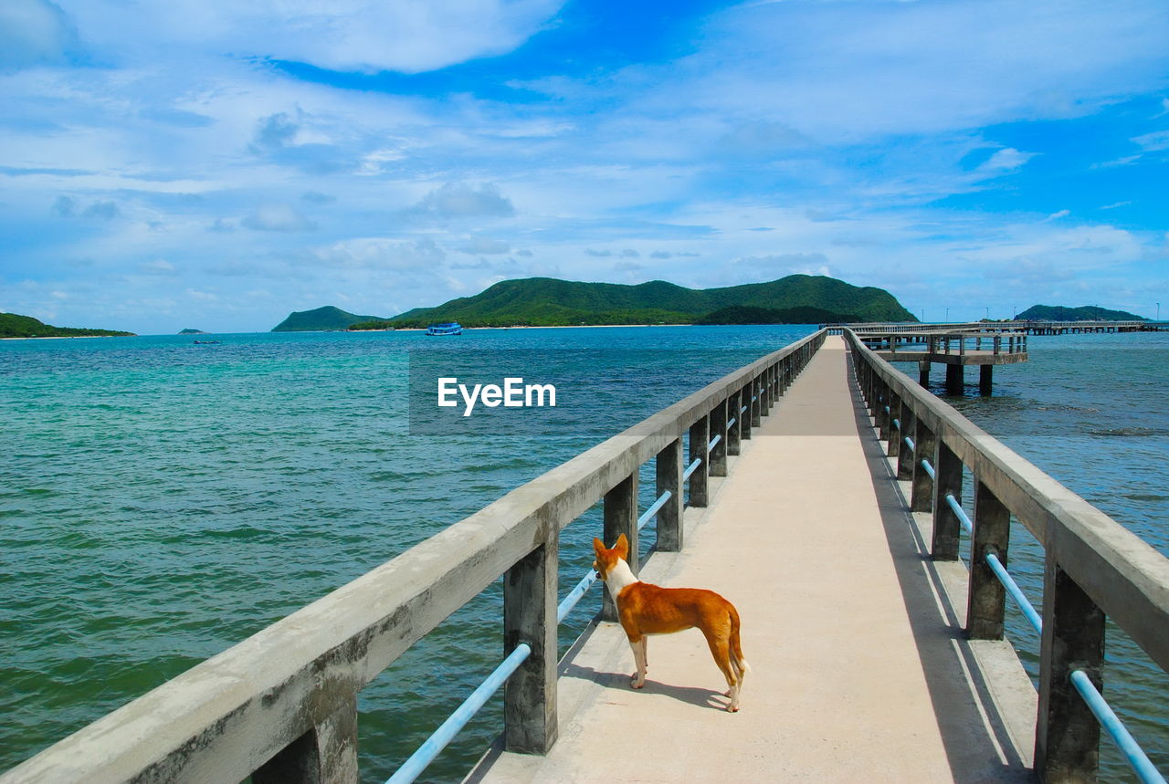 VIEW OF DOG ON THE SEA