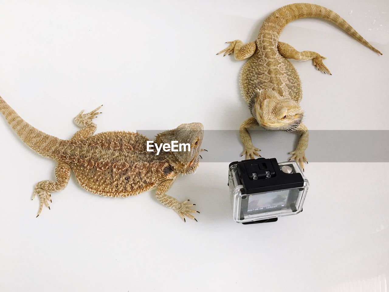 Close-up of dragon against white background