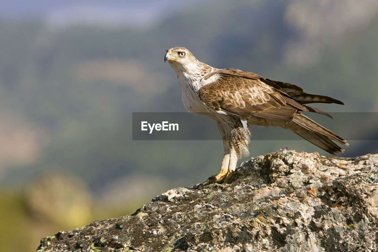 BIRD ON ROCK