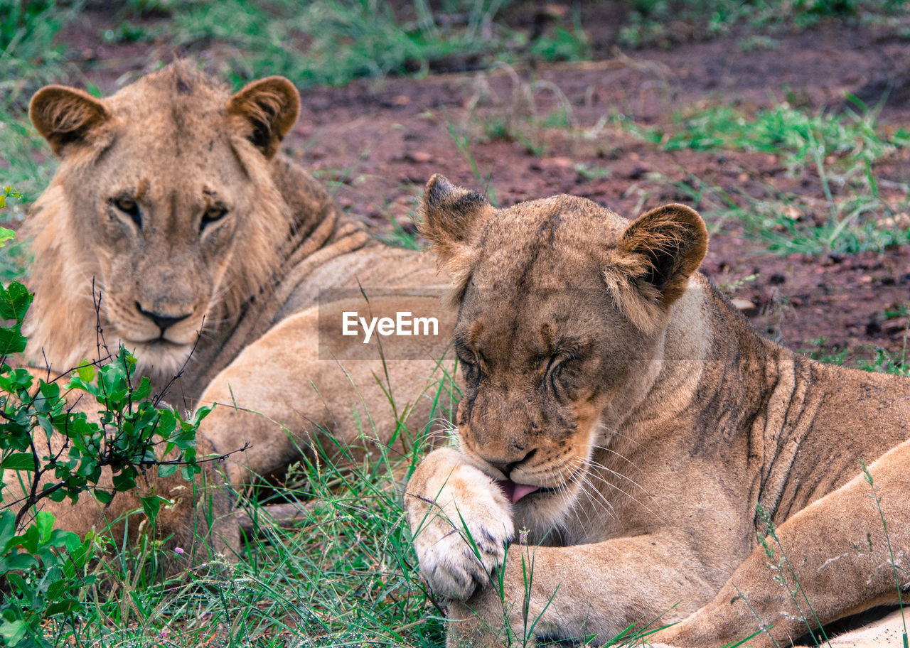 Lion relaxing on field in zoo